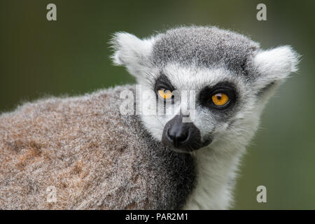 Porträt einer müde Ring tailed Lemur Stockfoto