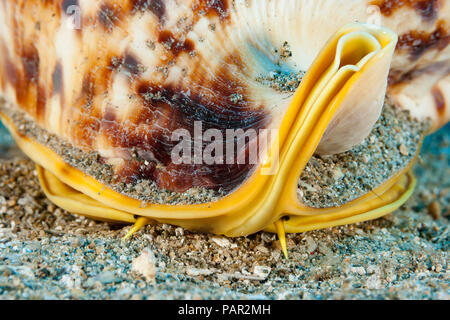 Die Augen und die Antennen des gehörnten Helm shell, Cassis cornuta, spähen, von der Sicherheit der it's Home. Hawaii. Stockfoto