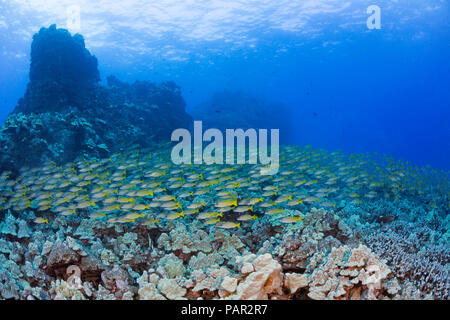 Eine große Schule von bluestripe Snappers, Lutjanus kasmira. Diese Art wurde 1958 auf Hawaii eingeführt, mit dem Gedanken, dass sie vielleicht ein Essen so geworden Stockfoto