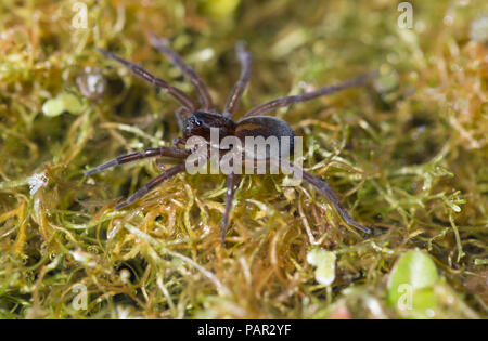 Große otter Spider Stockfoto