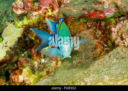 Der indopazifik Sergeant, Abudefduf vaigiensis, auf den Inseln in den frühen 1990er Jahren erschienen und wird nun Um alle Inseln, Lanai, Hawaii gefunden. Stockfoto