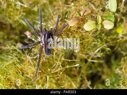 Große otter Spider Stockfoto