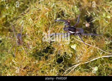 Große otter Spider Stockfoto