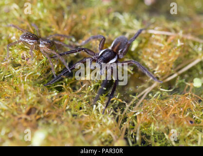 Große otter Spider Stockfoto