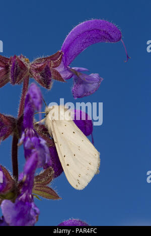 Weißes Hermelin Motte (Spilosoma lubricipeda) ruht auf Wiese Muskatellersalbei (Salvia pratensis). Cha'ne des Alpilles, Bouches-du-Rh'ne, Frankreich. April. Stockfoto