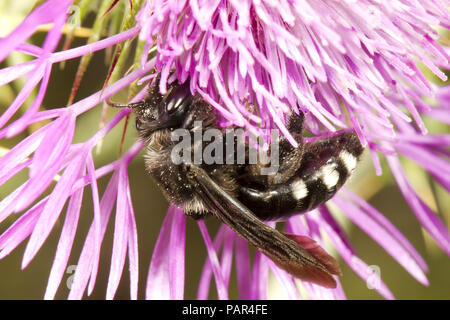 Trauer Biene (Melecta sp.) erwachsenen weiblichen Fütterung auf einer Distel Blume. Cha'ne des Alpilles, Bouches-du-Rh'ne, Frankreich. Mai. Stockfoto