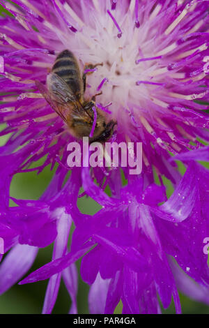 Die westliche Honigbiene (Apis mellifera), die erwachsenen Arbeitnehmer Fütterung in einem flockenblume (Centaurea) Blume im Garten. Carmarthenshire, Wales. Mai. Stockfoto