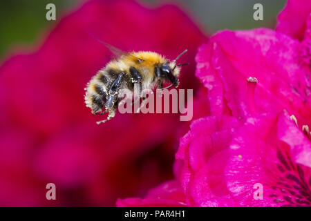 Gemeine Heidelibelle (Bombus pascuorum) erwachsenen Arbeitnehmer im Flug nach der Fütterung auf Rhododendron 'Lord Roberts' Blumen im Garten. Powys, Wales. Mai Stockfoto