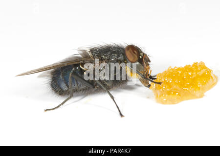 Schmeißfliege oder Bluebottle (Calliphora vomitoria) erwachsenen weiblichen Fütterung auf Honig auf einem weißen Hintergrund. Powys, Wales. August. Stockfoto