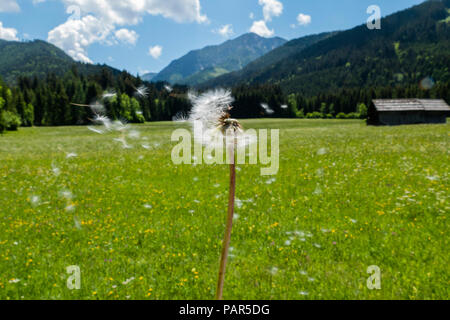 Österreich, Kärnten, blowball Stockfoto