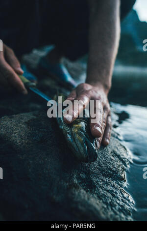 Norwegen, Lofoten, Moskenesoy, junger Mann Reinigung frisch gefangenen Fisch Stockfoto