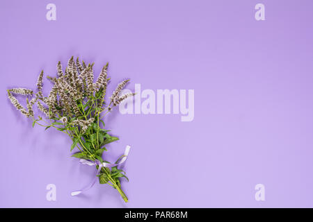 Schöne erstaunliche mint Blumenstrauß mit violetten Band auf Violett Oberfläche. Ansicht von oben, kopieren. Stockfoto