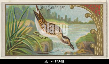 Wenig Sandpiper, aus dem Spiel Vögel-Serie (N13) für Allen & Ginter Zigaretten Marken. Maße: Blatt: 1 1/2 x 2 3/4 in. (3,8 x 7 cm). Lithograph: George S. Harris & Söhne (Amerikanische, Philadelphia). Herausgeber: Herausgegeben von Allen&Ginter (Amerikanische, Richmond, Virginia). Datum: 1889. Handel Karten aus dem 'Game Birds"-Serie (N13), im Jahre 1889 in einer Reihe von 50 ausgestellten Karten Allen&Ginter Marke Zigaretten zu fördern. Museum: Metropolitan Museum of Art, New York, USA. Stockfoto