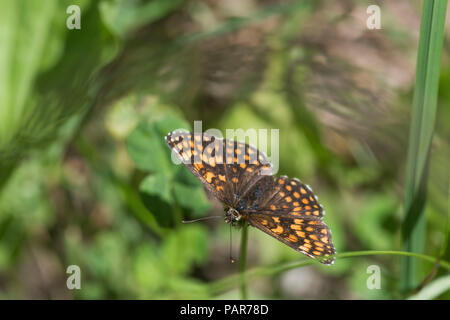 Heide Fritilary Stockfoto