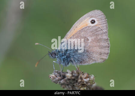 Kleine haeth Schmetterling Stockfoto