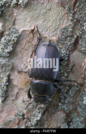 Hirschkäfer Weiblich Stockfoto
