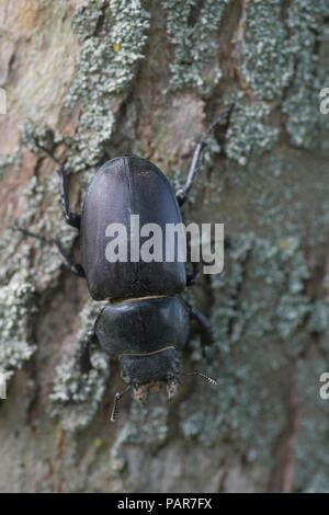 Hirschkäfer Weiblich Stockfoto