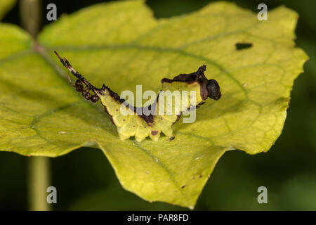 Puss Moth (Cerura vinula) Raupe auf einem Blatt, wird von Ant, Baden-Württemberg, Deutschland angegriffen Stockfoto
