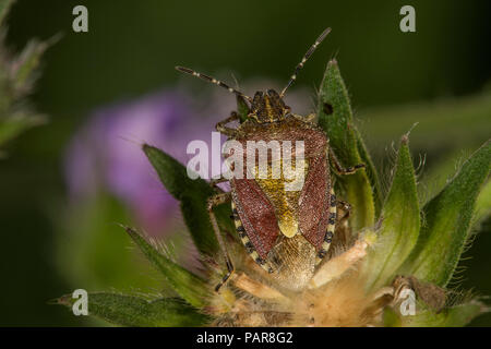 Behaart (Dolycoris baccarum Shieldbug) auf eine verdorrte Feld-witwenblume, Baden-Württemberg, Deutschland Stockfoto