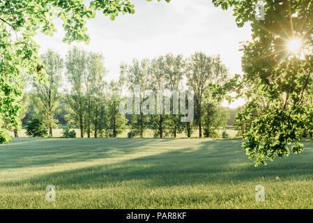 Bäume und ländlichen Bereich der Hintergrundbeleuchtung Stockfoto