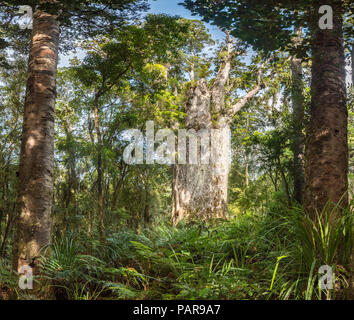 Te Matua Ngahere, Vater des Waldes, sehr alte und große Agathis australis (Agathis australis), Waipoua Forest, Northland Stockfoto