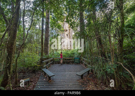 Observation Deck, Frau steht vor Te Matua Ngahere, Vater des Waldes, Agathis australis (Agathis australis) Stockfoto