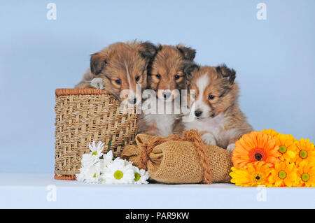 Drei Sheltie Welpen, Zobel, Shetland Sheepdog, 7 Wochen, Seite an Seite mit Blumen, Studio shot Stockfoto