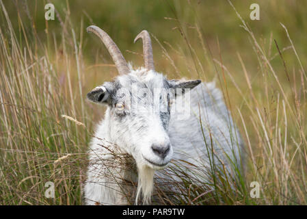 Wilde Ziegen bei Galloway Forest Park, Dumfries und Galloway, Schottland Stockfoto