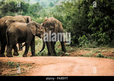 Uganda, Kigezi Nationalpark, jungen Elefanten zusammen spielen Stockfoto