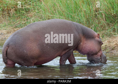 Flusspferd (Hippopotamus amphibius) aus dem Wasser des Olifants River, Krüger Nationalpark, Südafrika Stockfoto