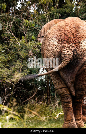 Uganda, Afrikanischer Elefant, Rückansicht Stockfoto