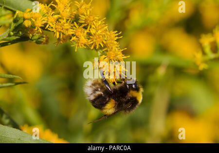 Buff-tailed Hummel auf Goldenrods Stockfoto