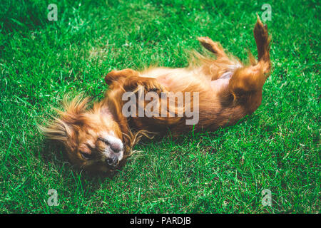 Glücklich und aktiver Hund draußen im Gras an einem sonnigen Sommertag. russian Toy dog Genießen der Sonne Stockfoto