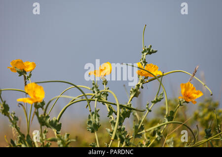 Gelben gehörnten poppy Glaucium flavum. Stockfoto
