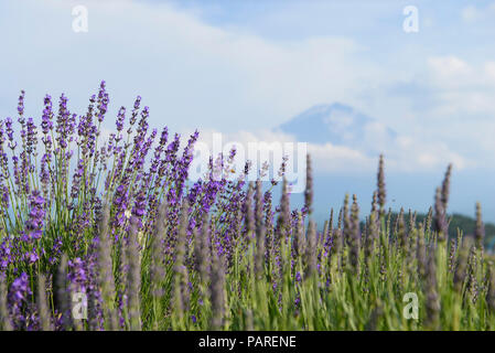 Lavendelfelder mit Mt. Fuji im Hintergrund Stockfoto
