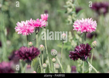 Felder von Blumen für Konfetti in der Nähe von Weida in England angebaut. Stockfoto