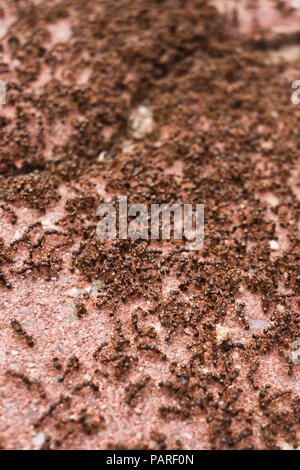 Große Gruppe von Myrmica rubra Ameisen Stockfoto