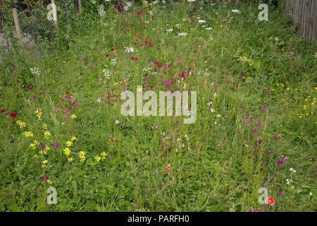 Wildblumen in Gärten Sizergh Gärten Cumbria GROSSBRITANNIEN Stockfoto