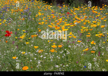 Wildblumen in Gärten Sizergh Gärten Cumbria GROSSBRITANNIEN Stockfoto