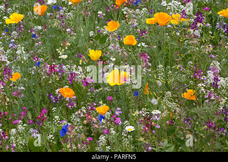 Wildblumen in Gärten Sizergh Gärten Cumbria GROSSBRITANNIEN Stockfoto