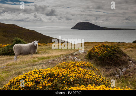 Am Aussichtspunkt Braich y Pwll Stockfoto