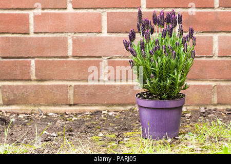 Lavendel Bush in Flower Pot Stockfoto