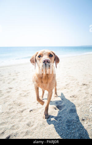 Einen gelben Labrador Retriever Hund stehend auf einem sunkissed Strand mit einem Bein angehoben bereit im Urlaub zu spielen und in Sand bedeckt Stockfoto