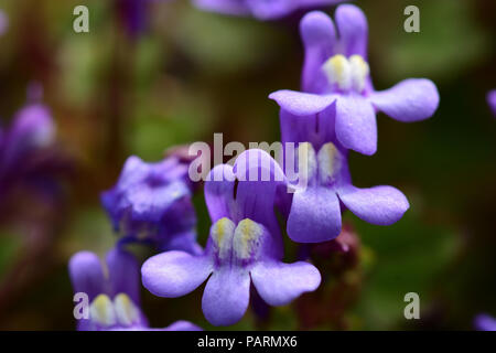 Makroaufnahme von kenilworth Efeu (cymbalaria muralis) Stockfoto