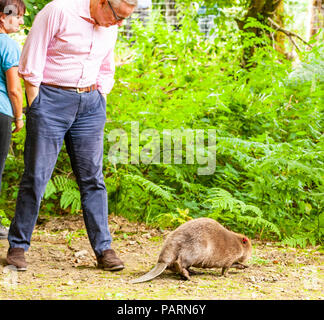 11:30 Dienstag, 24. Juli 2018 Wald von Dean, Gloucestershire: Umwelt Sekretär Michael Gove beaufsichtigt die Freilassung von ein paar Biber zu den wilden Stockfoto