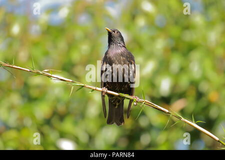 Starling, Sturnus vulgaris, auf einem Bambus Zweig. Großbritannien Stockfoto