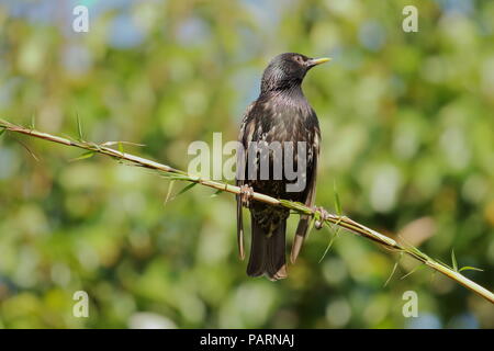 Starling, Sturnus vulgaris, auf einem Bambus Zweig. Großbritannien Stockfoto