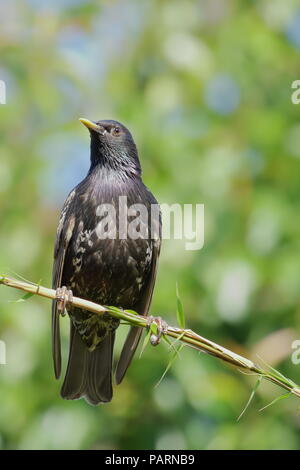 Starling, Sturnus vulgaris, auf einem Bambus Zweig. Großbritannien Stockfoto