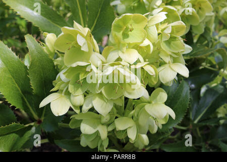 Holly leaved Germer, auch als die korsische Nieswurz (Helleborus argutifolius) in Blüte mit einem Hintergrund von Blättern und Blüten der gleichen p bekannt Stockfoto