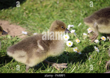 Zwei Graugänse (Anser anser) Gänschen auf Gras mit Gänseblümchen (Bellis perennis). Stockfoto